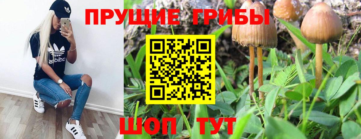 Галлюциногенные грибы Psilocybe Осинники